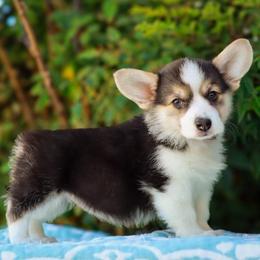 Annie - Black and tan female Pembroke Welsh Corgi puppy in Caliente, California from Rafter Cross 7
