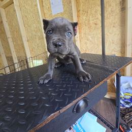 Yellow Collar - Gray female Cane Corso puppy in Henry, Virginia from Hardradas Dynasty Cane Corso