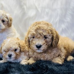 Cavalier King Charles Spaniel and Cavapoo Puppies from Northern’s Cute Cuddly Cava poo’s and Cavaliers