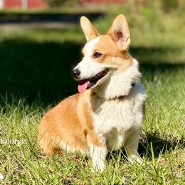 Blossom - Pembroke Welsh Corgi