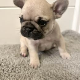 French Bulldog Puppies from White Hippo Frenchies