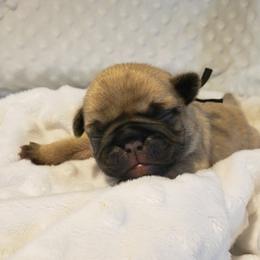 Mr. Black - Fawn male Pug puppy in Gore, Oklahoma from Pugs on Pecan
