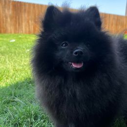 Boy 2 - Black Pomeranian puppy in Abilene, Texas from Blessedpoms