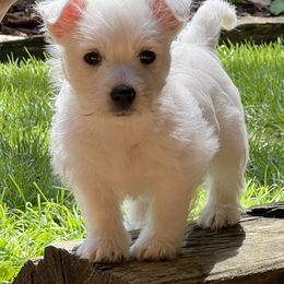 West Highland White Terriers from Westies of NC Highlands