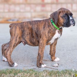 Sergeant aka Sarge (Green) - Brindle male Boxer puppy in Georgia from Stephanie’s Boxers