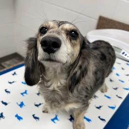 Olive - Dachshund
