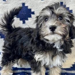 Aussiedoodle, Cockapoo, and Havapoo Puppies from Kaitlen Wood