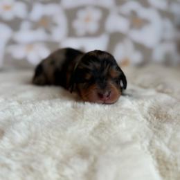 Rooster - Dapple male Dachshund puppy in Morristown, Tennessee from Hillside Hounds