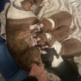 Boston Terrier Puppies from Bayshore Boston Terrier’s