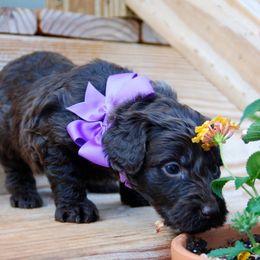 Goldendoodle and Poodle Puppies from High Cotton Doodles