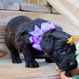 Goldendoodle and Poodle Puppies from High Cotton Doodles