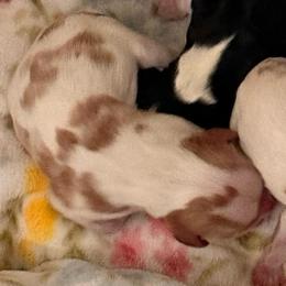 Teddy - Blenheim male Cavalier King Charles Spaniel puppy in North Carolina from Waggin Tails