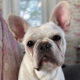 French Bulldog puppies from Hope Mountain French Bulldogs
