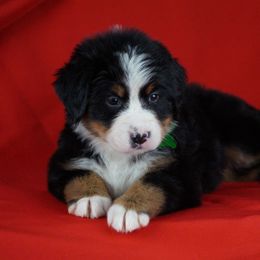 Bernese Mountain Dog Puppies from Lonesome Pine Farm