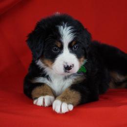 Bernese Mountain Dog Puppies from Lonesome Pine Farm