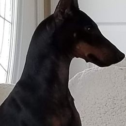 Chinese Crested and Manchester Terrier All Grown Up from Fantasy Kennels
