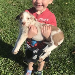 Border Collie Puppies from By Design Farm