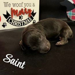 Saint- Shaded Cream- Price Listed - Cream male Dachshund puppy in Biloxi, Mississippi from Southern Doxies Ms