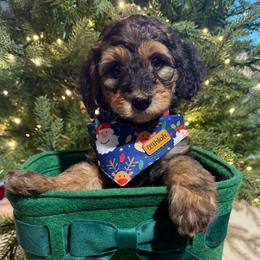 Rugger - Phantom male Bernedoodle puppy in Buffalo, Illinois from Pear Tree Pups