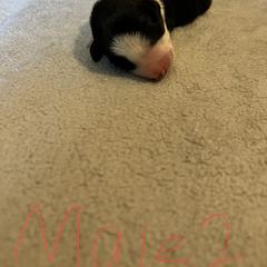 Sporty Mix Puppies from Mid TN aussies