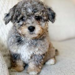 Cole - male Australian Mountain Doodle puppy in Salem, Utah from Go West Mini Aussies