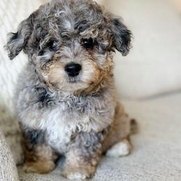 Cole - male Australian Mountain Doodle puppy in Salem, Utah from Go West Mini Aussies