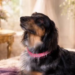 Dachshunds from Sharon Clinton