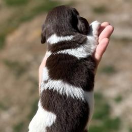 Reese - Piebald male Dachshund puppy in London, Kentucky from Steele Half Acre Homestead