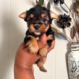Dory 2300 - Black and tan female Yorkshire Terrier puppy in Gastonia, North Carolina from Banks Dynasty Kennel