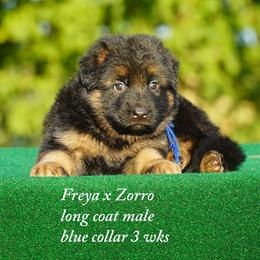 Blue collar - Black and red male German Shepherd puppy in Chrisney, Indiana from Indiana German Shepherds