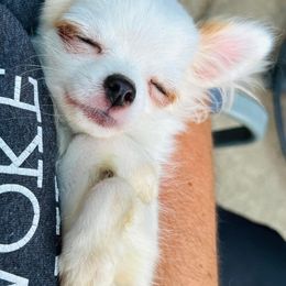 "Snowy" Chihuahua Puppies from Sasha’s Elite Kennel LLC