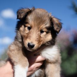 Bob - Collie puppy in Provo, Utah from Cor Collies