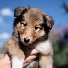 Bob - Collie puppy in Provo, Utah from Cor Collies