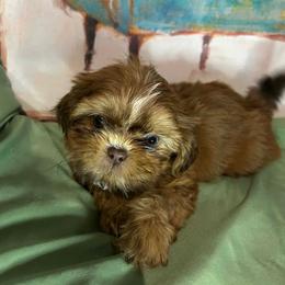 Arlo - Red and white male Shih Tzu puppy in Wilkesboro, North Carolina from Frannie and Annie Shih Tzu Babies