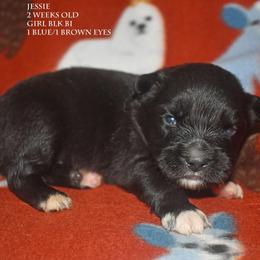 Jessie - Black & white female Miniature Australian Shepherd puppy in Patterson, North Carolina from DreamLine Aussies