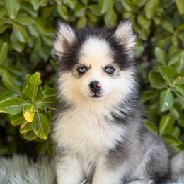 Remi - Black and white male Pomsky puppy in Whittier, California from Legendary Pomskies