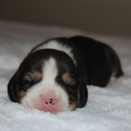 Aspen - Black tan and white female Beagle puppy in Morrill, Kansas from Kelle Beagles