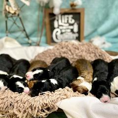 Aussiedoodle and Bordoodle Puppies from Dood B Ranch Doodles