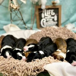 Aussiedoodle and Bordoodle Puppies from Dood B Ranch Doodles