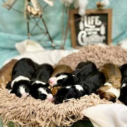 Aussiedoodle and Bordoodle Puppies from Dood B Ranch Doodles