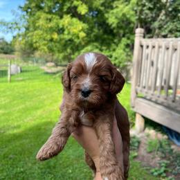 Cider - Red female Cavapoo puppy in Bloomfield, New York from Campbell Cavapoos
