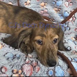 MICHAEL 3200 - Cream male Dachshund puppy in Gatesville, Texas from CJ's Dach Dynasty
