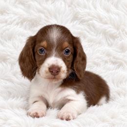Rollo - Piebald male Dachshund puppy in Fredericksburg, Indiana from Blue River Mini Dachshunds