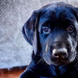 Dilute Retrievers and Labrador Retrievers from Bent Creek Kennels
