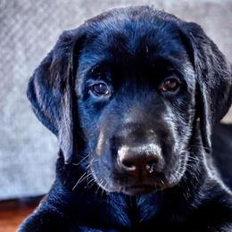 Dilute Retrievers and Labrador Retrievers from Bent Creek Kennels