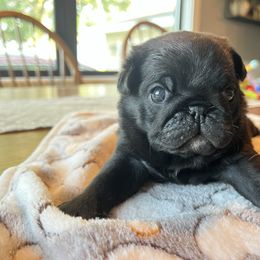 Girl 1 - Black female Pug puppy in Olivia, Minnesota from Holland Pugs