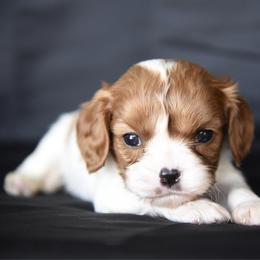Timmy - Blenheim male Cavalier King Charles Spaniel puppy in Lawton, Oklahoma from Lindsey’s Cavies
