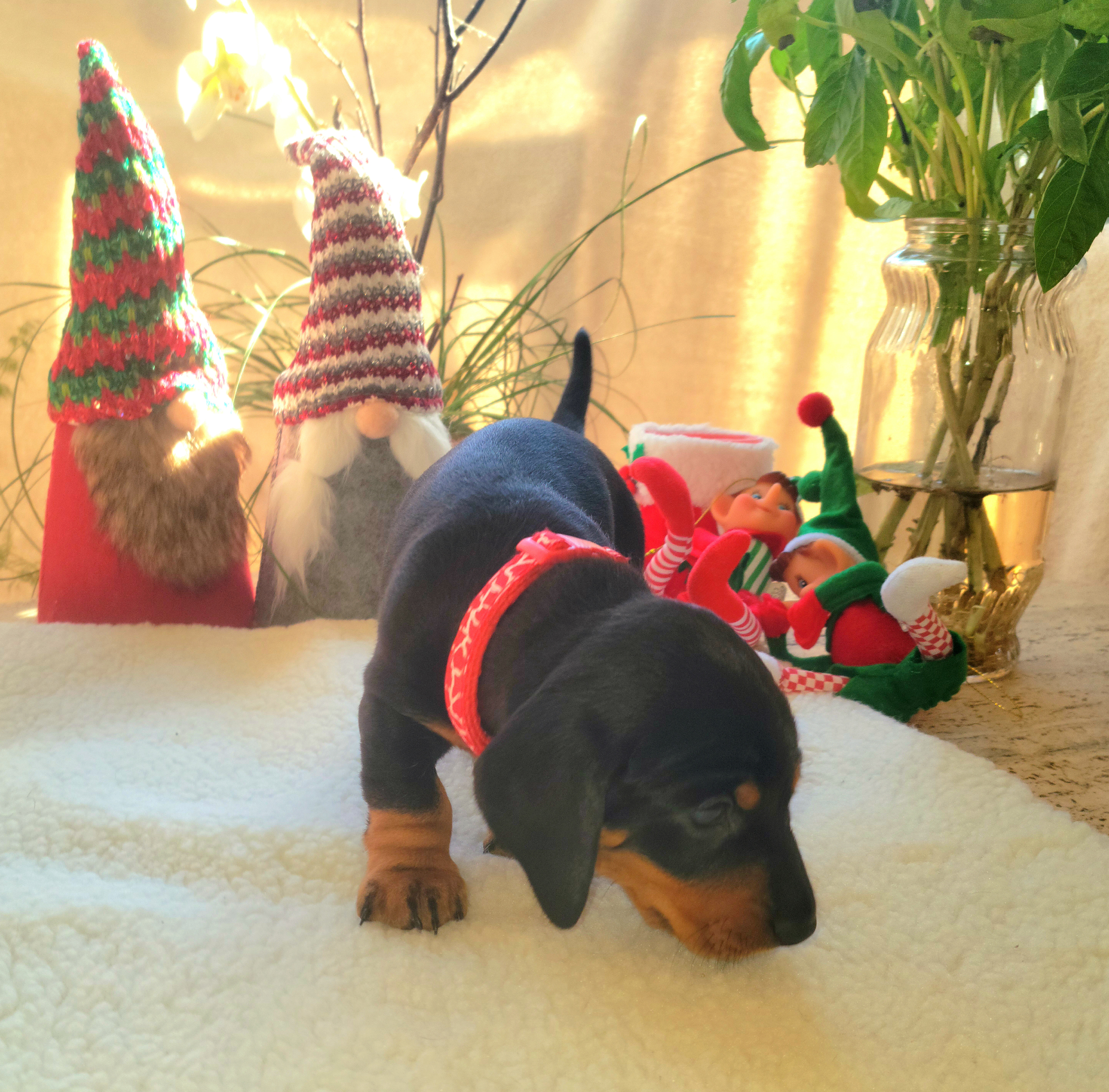 Dachshund Puppies from Evie's Mini Smooth Doxie Ranch