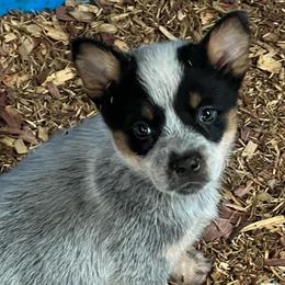Boy 5 - Blue male Australian Cattle Dog puppy in Norton, Ohio from Australian Cattle Dog Company