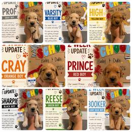 Back to school themed litter - Golden male Golden Retriever puppy in Belton, South Carolina from McAbee’s Golden Retrievers